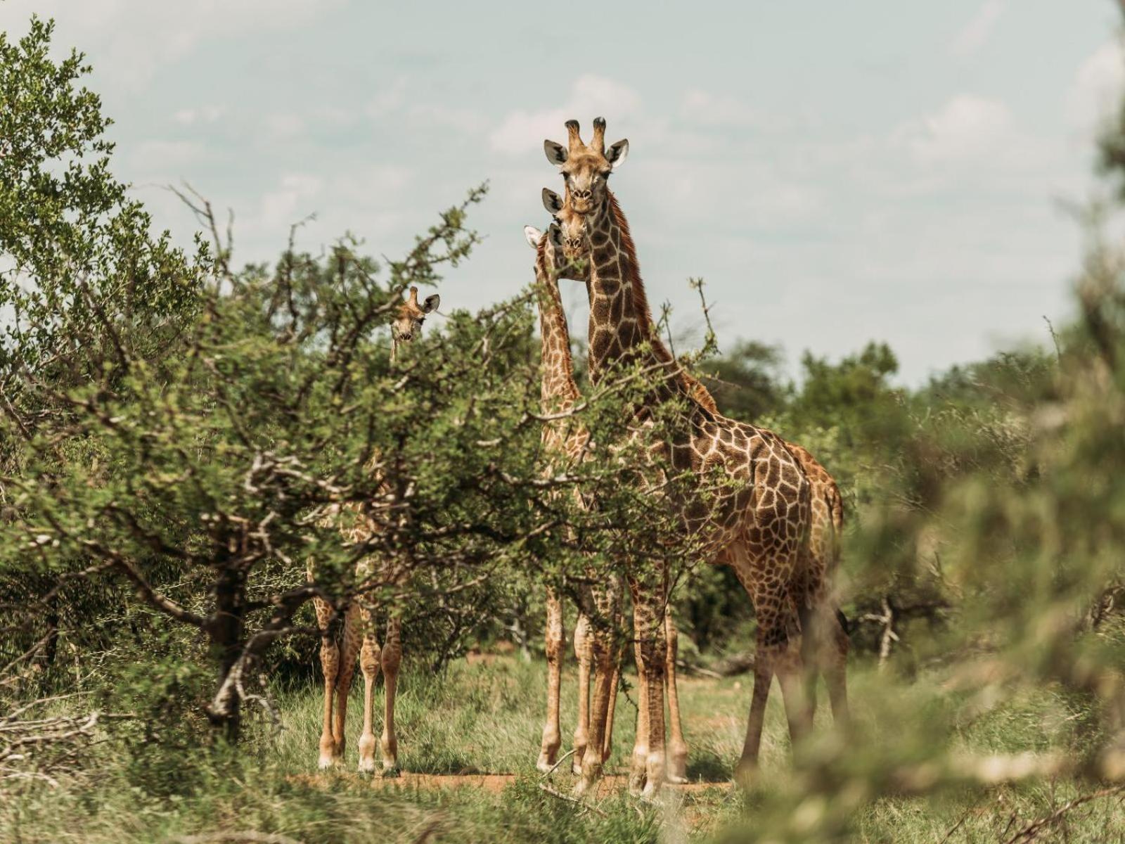 Maroelani Lodge- Greater Kruger Private Reserve フッドスプルイト エクステリア 写真