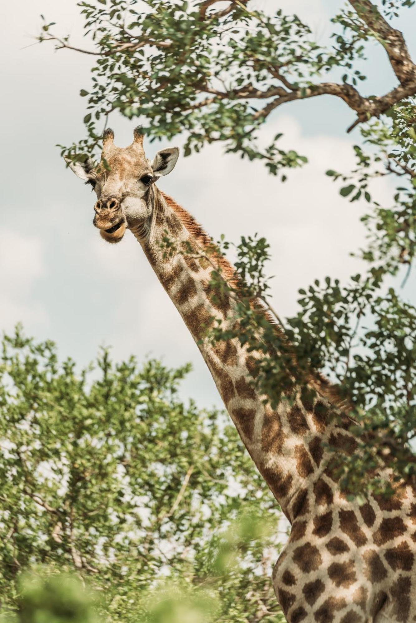 Maroelani Lodge- Greater Kruger Private Reserve フッドスプルイト エクステリア 写真