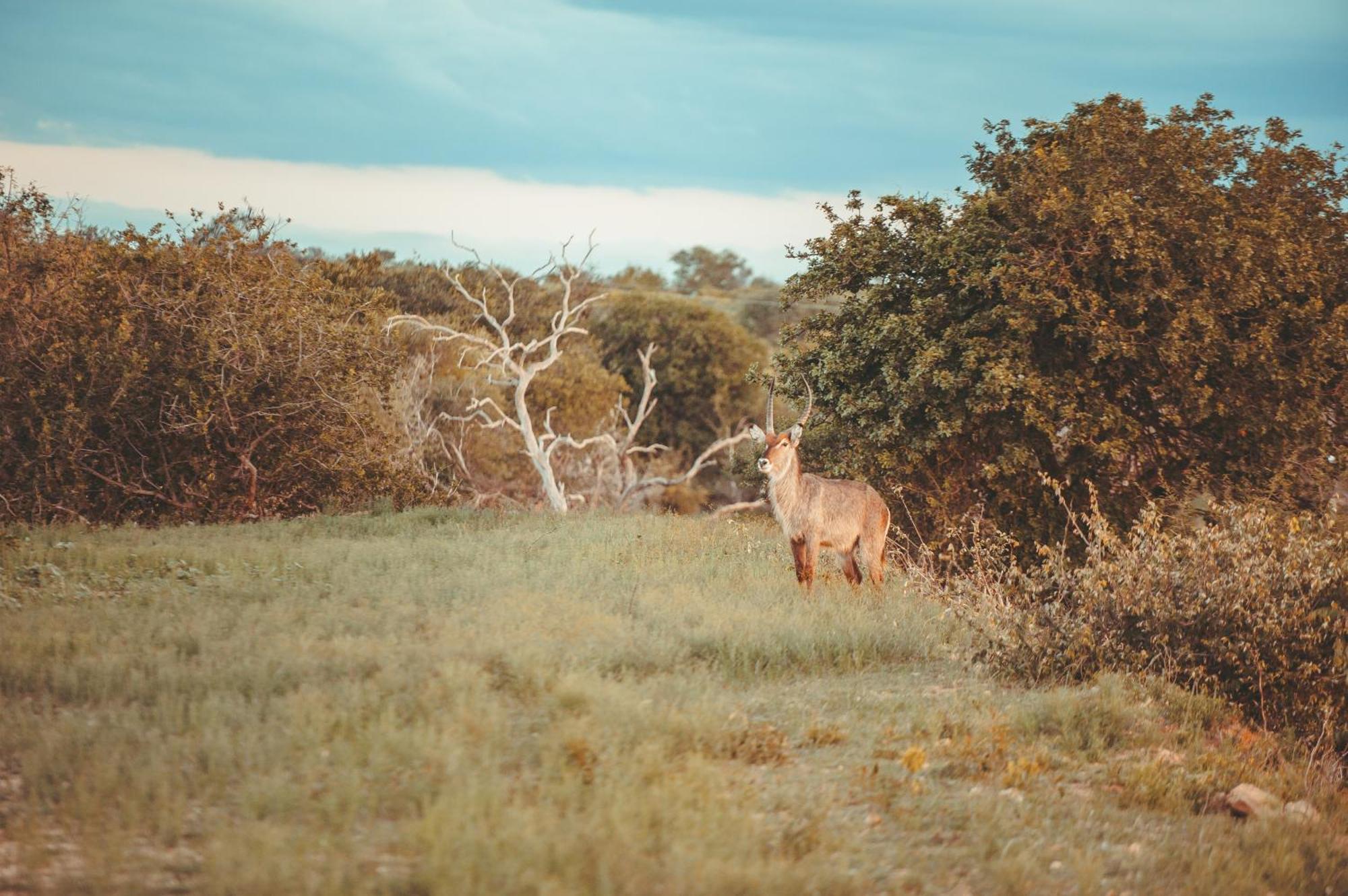 Maroelani Lodge- Greater Kruger Private Reserve フッドスプルイト エクステリア 写真