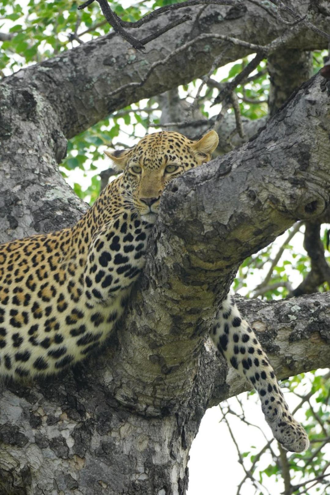 Maroelani Lodge- Greater Kruger Private Reserve フッドスプルイト エクステリア 写真