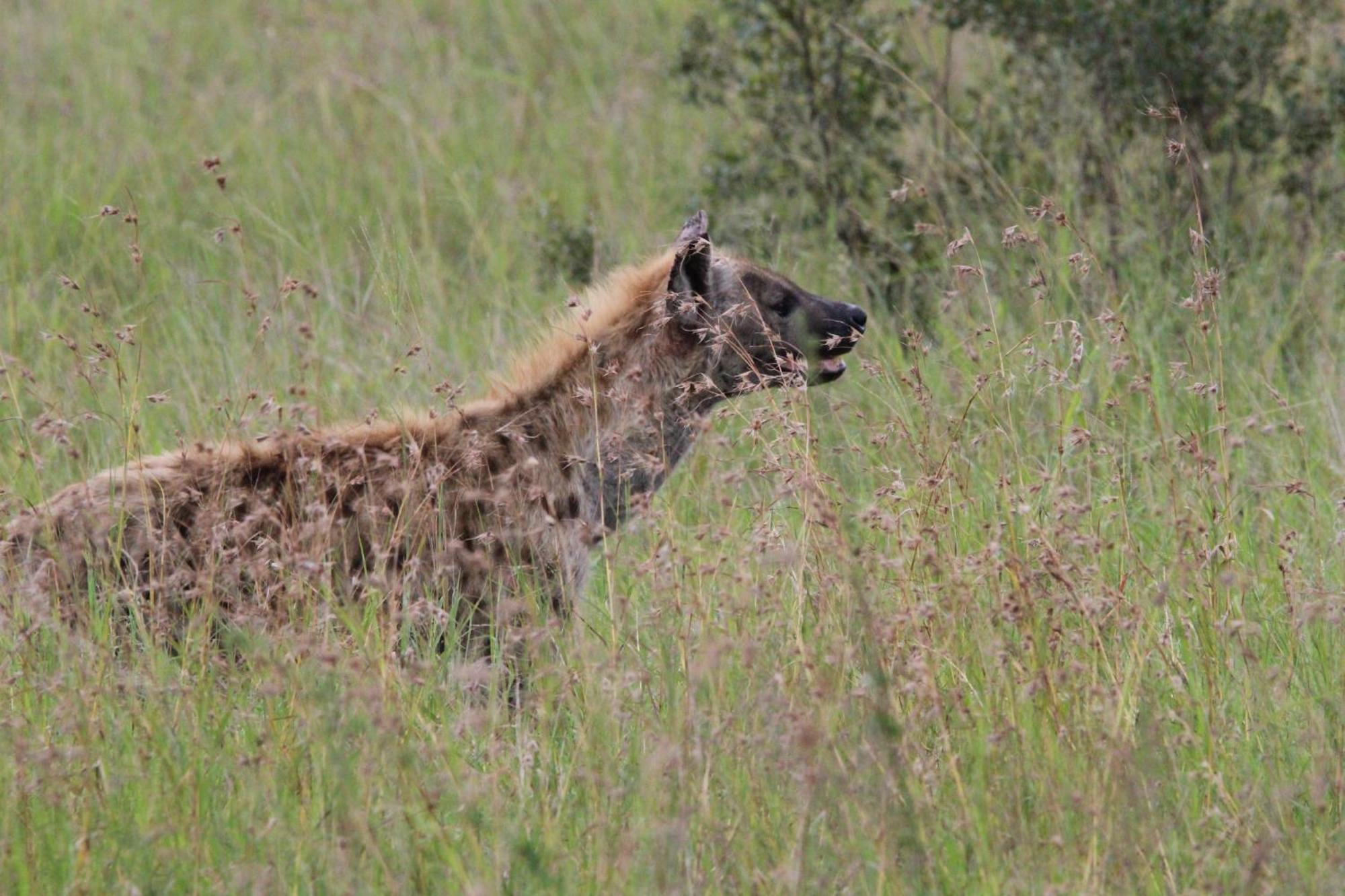 Maroelani Lodge- Greater Kruger Private Reserve フッドスプルイト エクステリア 写真