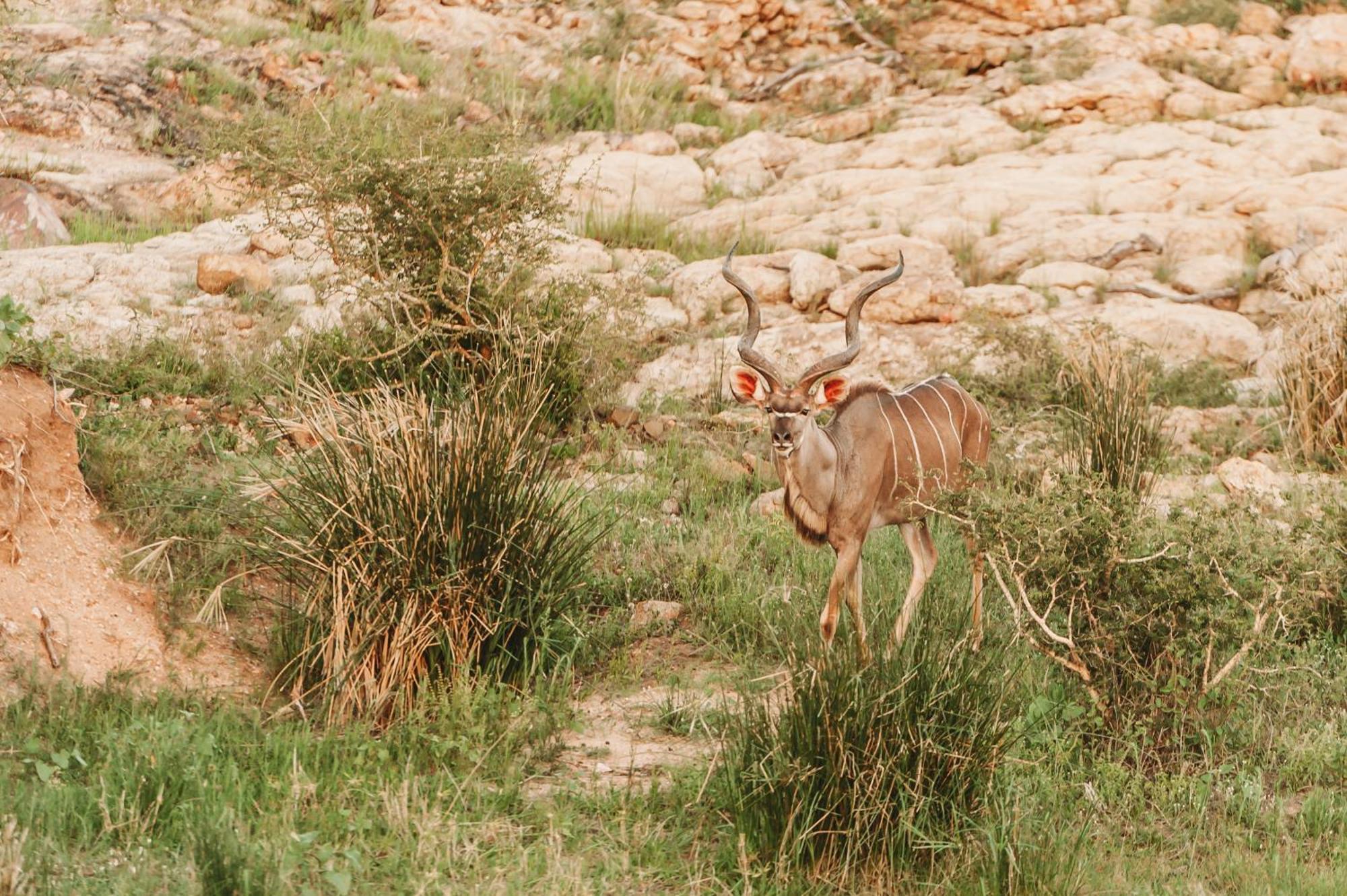 Maroelani Lodge- Greater Kruger Private Reserve フッドスプルイト エクステリア 写真